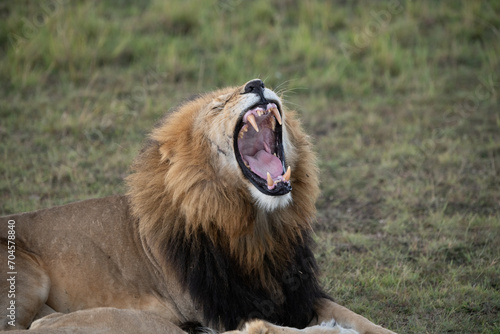 Lion