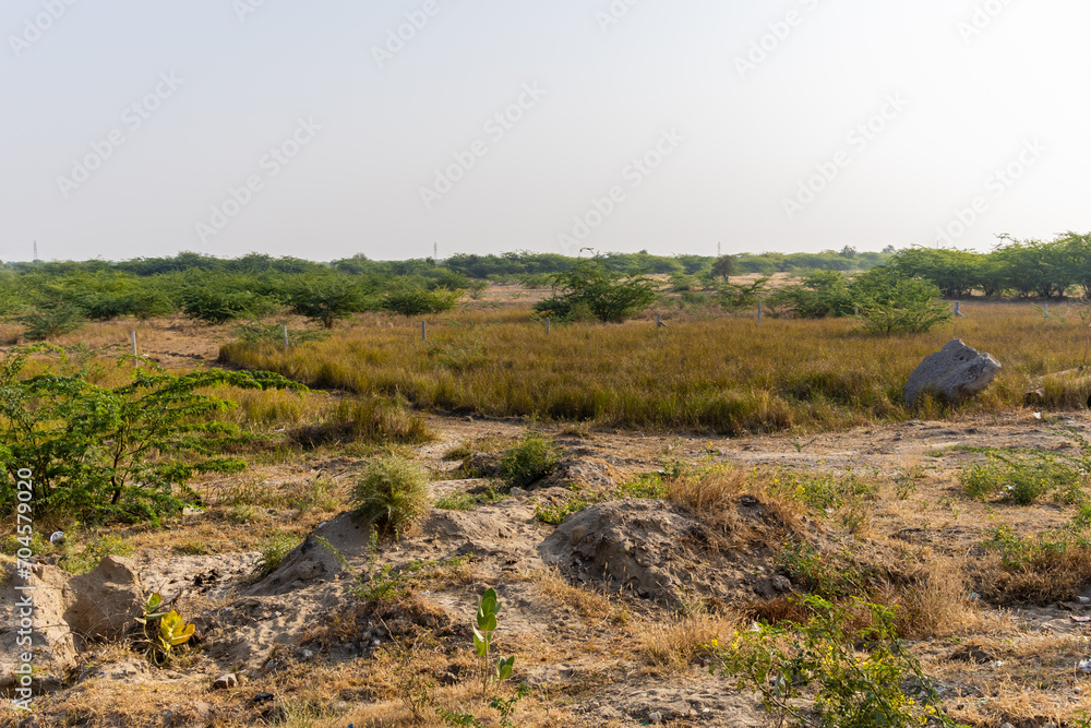 barren landscape with small bushes at day from flat angle