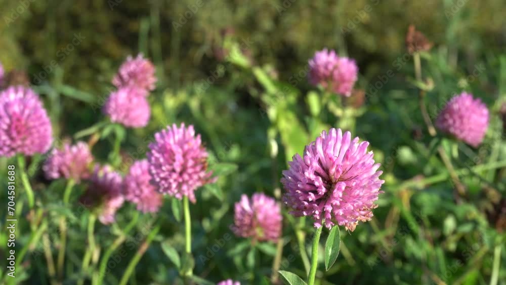 Clover flowers in the meadow Clover flowers in the meadow