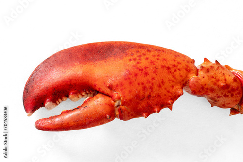 Red cooked lobster claws on a white background