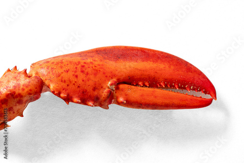 Red cooked lobster claws on a white background