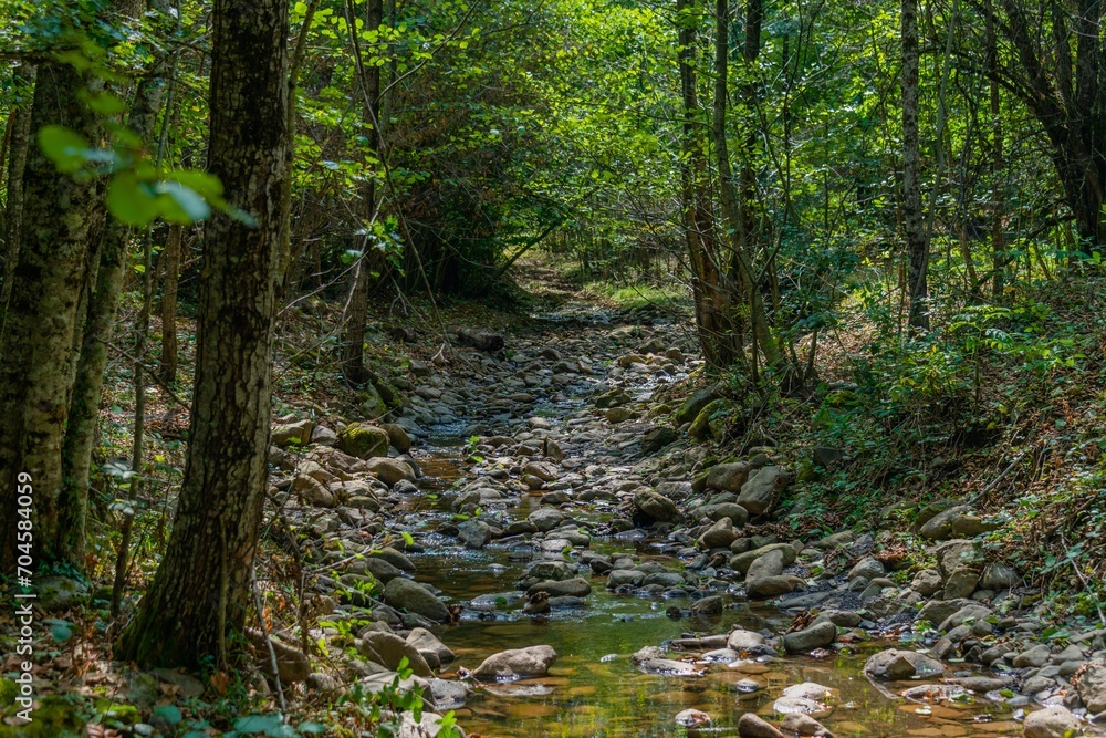 drying up mountain river with a rocky bed surrounded by trees in the forest of the Western Caucasus (South Russia) on a sunny day in late summer drying up mountain river with a rocky bed surrounded by trees in the forest of the Western Caucasus (South Russia) on a sunny day in late summer
