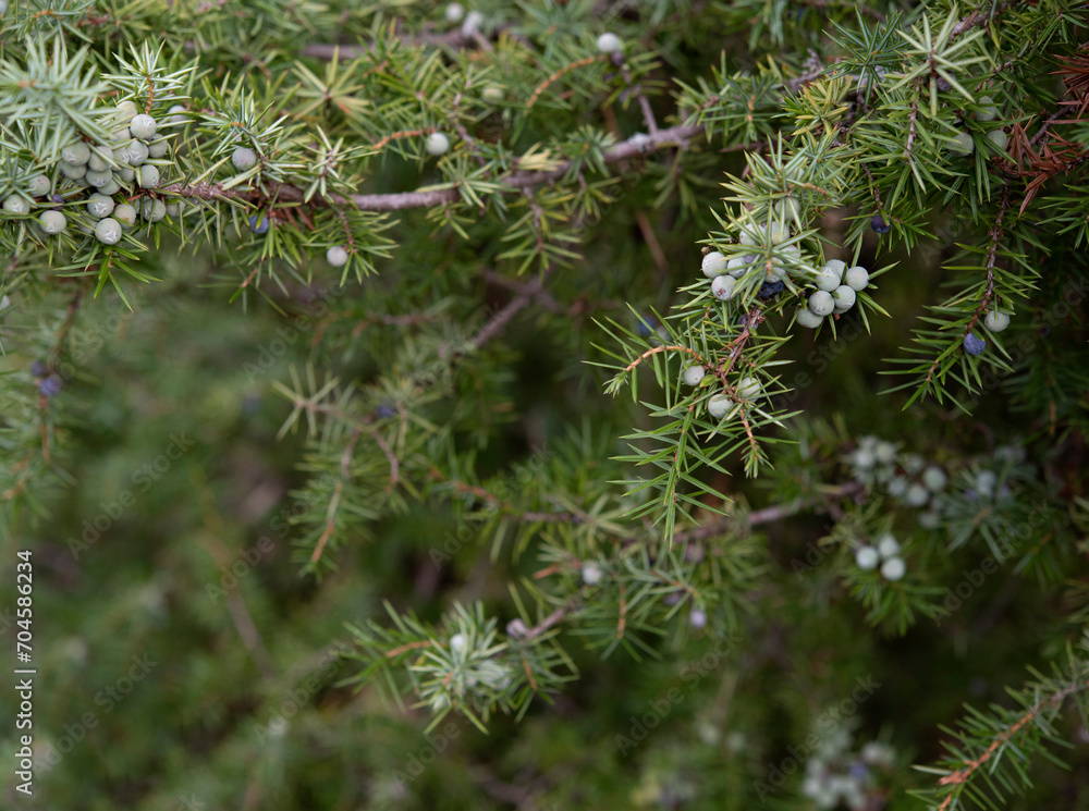 Juniperus communis, the common juniper, is a species of small tree or shrub in the cypress family Cupressaceae. Green seeds close up Juniperus communis, the common juniper, is a species of small tree or shrub in the cypress family Cupressaceae. Green seeds close up