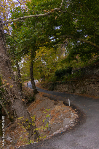 A path passing through trees in a forest area