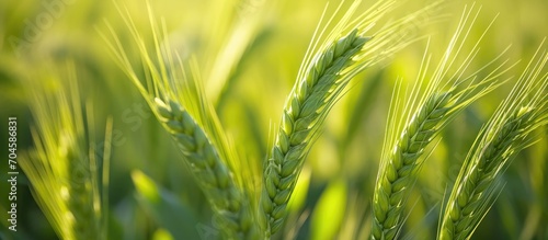 GMO: Enhanced crops with modified DNA, like young green barley in a research center. photo