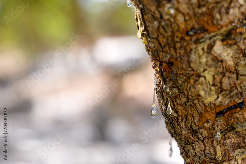 Selective focus on big mastic drops oozes in tears out of the branch of a mastic tree. The resin mastic brightens and twinkles in the sunlight. Vertical pic. Beautiful bokeh background. Chios, Greece. photo