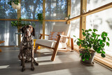 A cute dog sitting in a modern porch