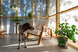 A cute dog on a modern porch