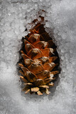 a pine cone buried in the snow