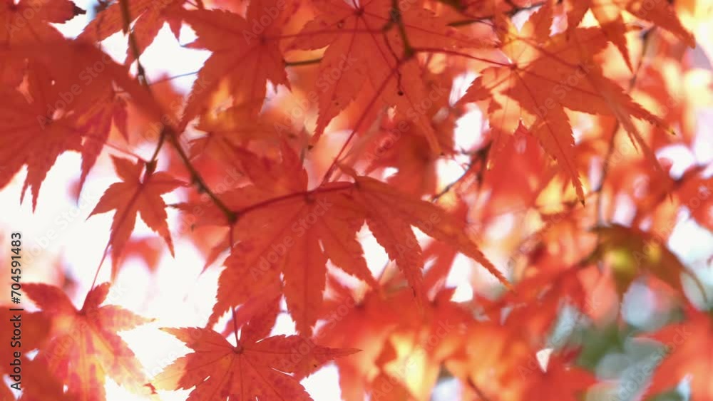 Close up of autumn colorful leaves blowing by the wind. Nature concept. Close up of autumn colorful leaves blowing by the wind. Nature concept.