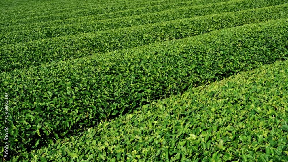 Landscape view of tea plantation in Japan. Landscape view of tea plantation in Japan.