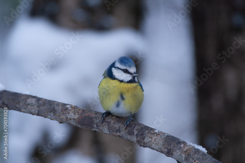 Cinciarella (Cyanistes caeruleus) Blue