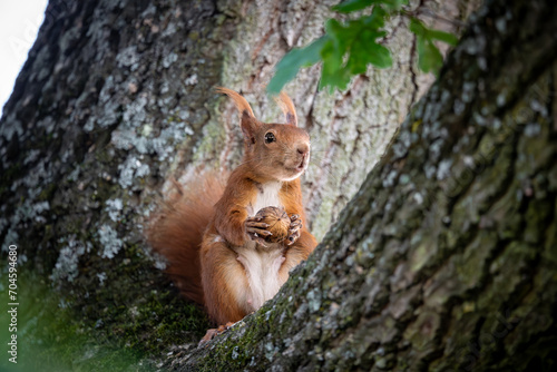 Eichhörnchen mit Nuss in den Pfoten © OliverHaja