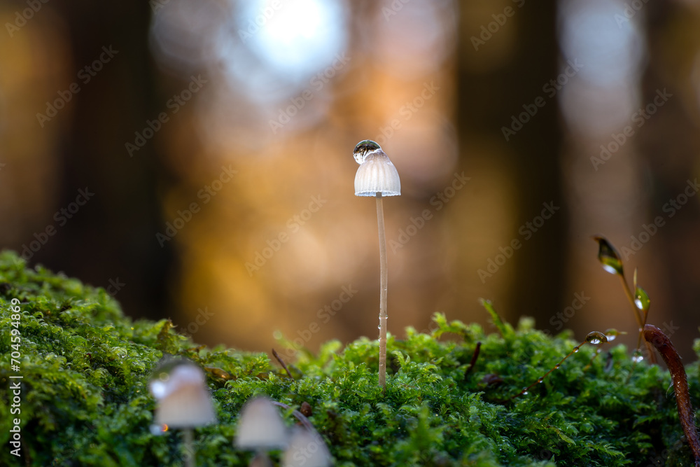 Kleiner Pilz mit Wassertropfen Kleiner Pilz mit Wassertropfen