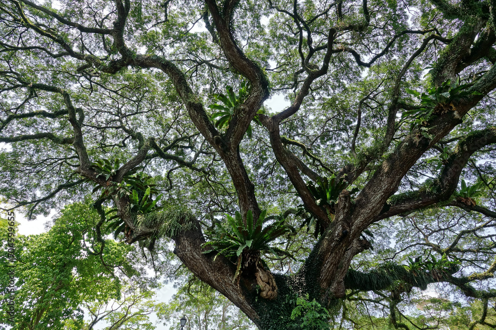 Obraz premium Fort Canning Park à Singapour