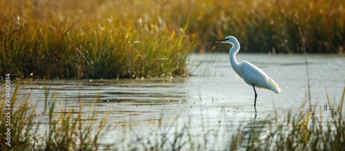 Small heron in salt marsh.