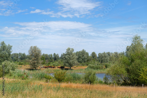 Floodplains river the IJssel in Hattem