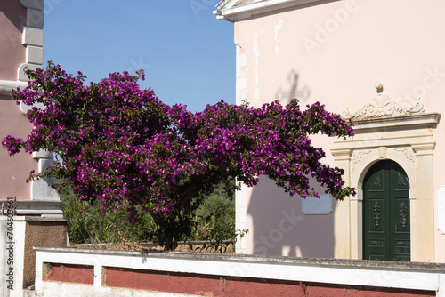 Bougenvillea infront of a church at the north of Corfu, Greece photo
