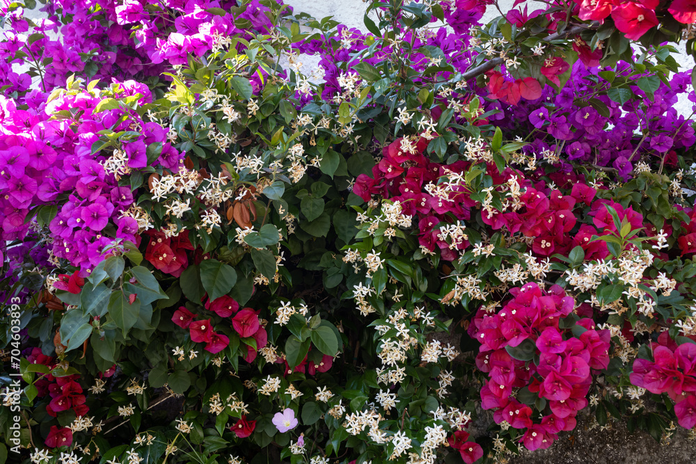 Fence covered by bougainvillea plants