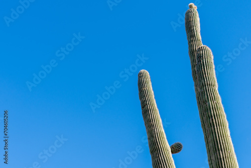 Saguaro cactus against a bright blue sky