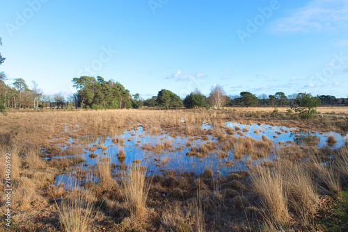 Nature in Dutch Leersummer veld photo