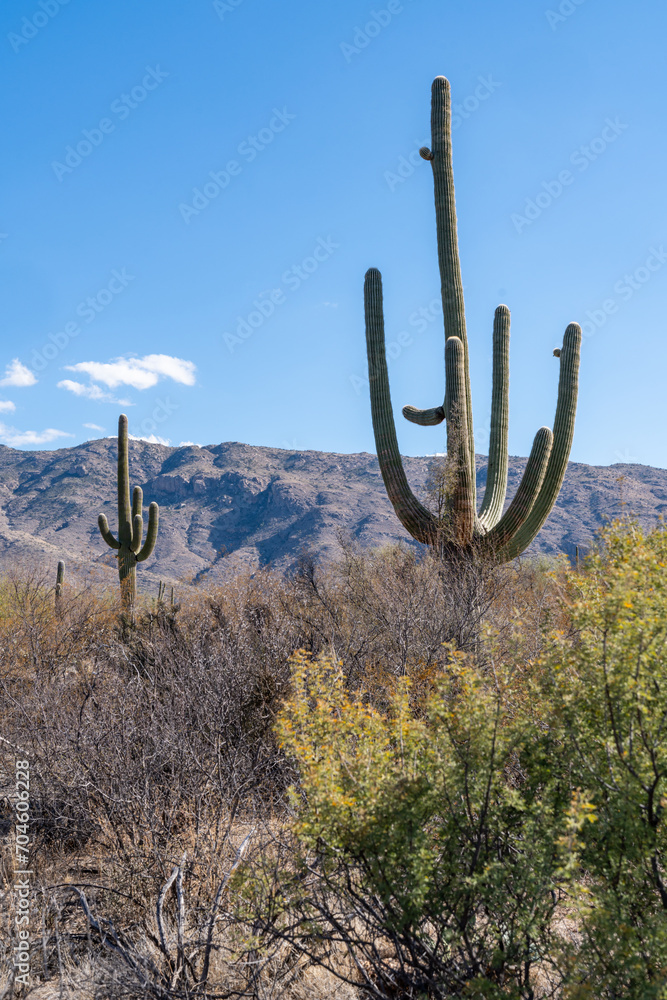 Saguaro cactus against a bright blue sky - Desert Ecology Trail - Saguaro National Park