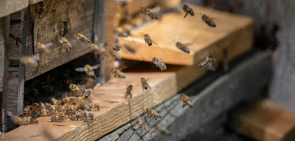 bee hive - bee breeding (Apis mellifera) close up