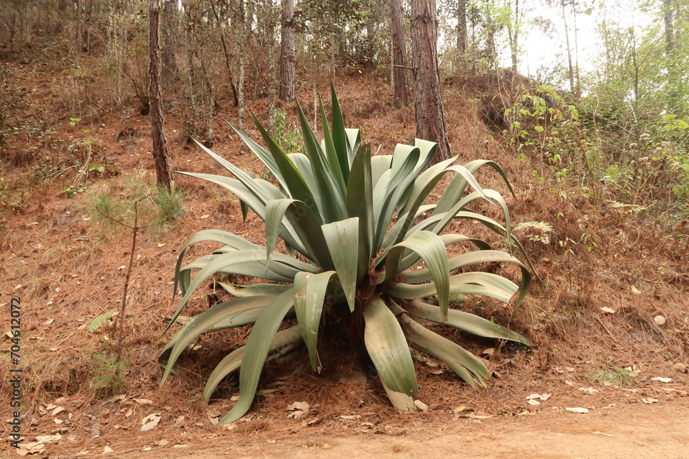 Fototapeta premium Giant agave plant next to the road on a hike from San José del Pacifico to San Mateo Rio Hondo, Oaxaca, Mexico