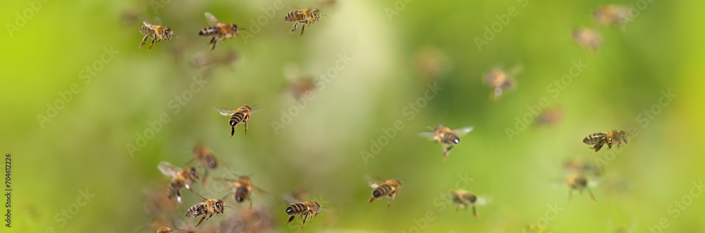 bees flying in to hive - bee breeding (Apis mellifera) close up bees flying in to hive - bee breeding (Apis mellifera) close up