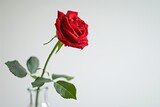 A single red rose in a vase on a white background