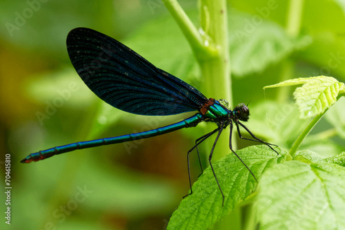 Blue dragonfly close up