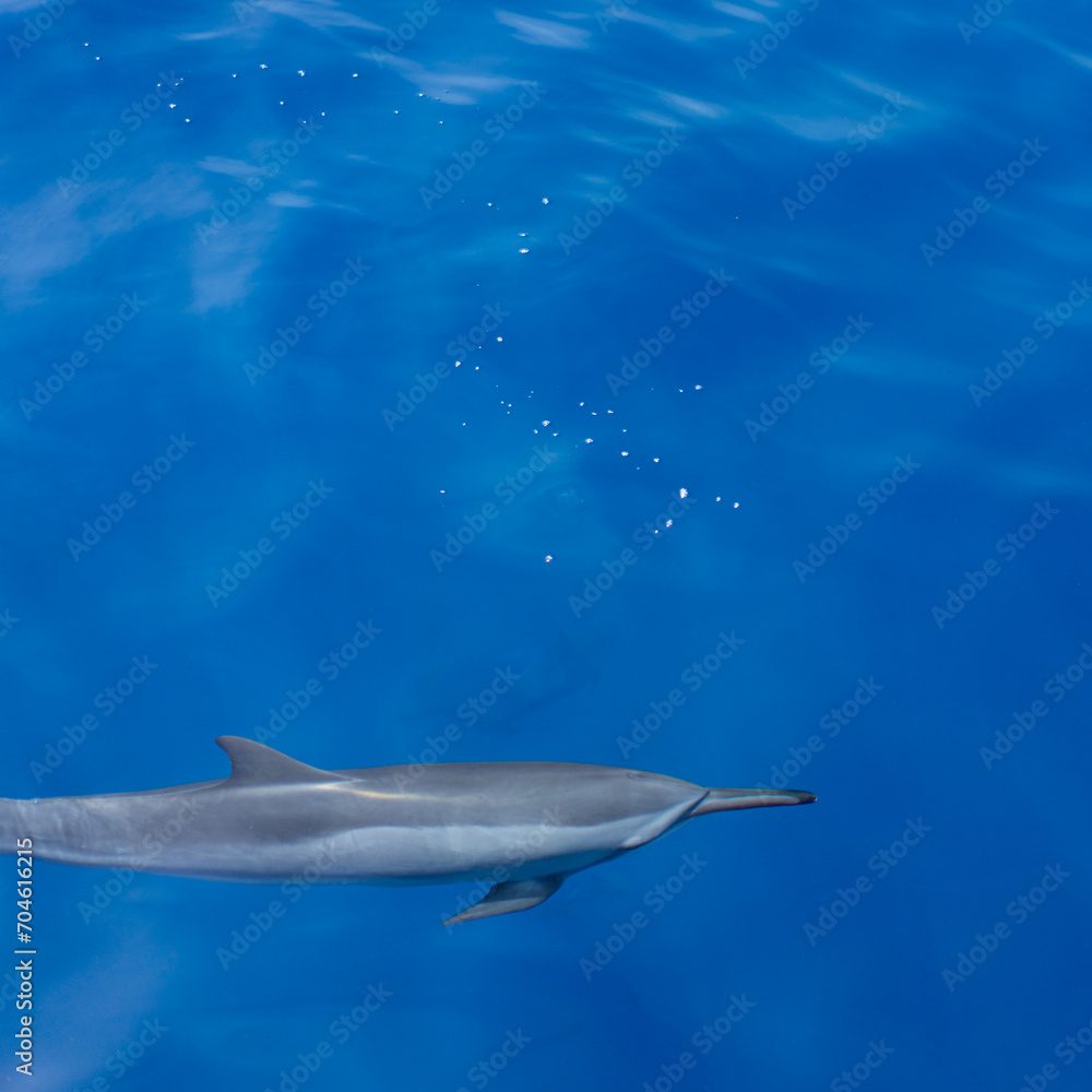 Fototapeta premium spinner dolphin in the ocean underwater