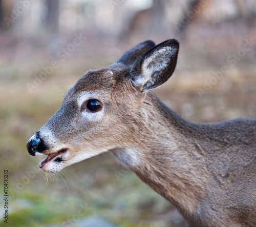 Close up head shot of yearling buck North American white tail deer with button antlers just barely visible.  