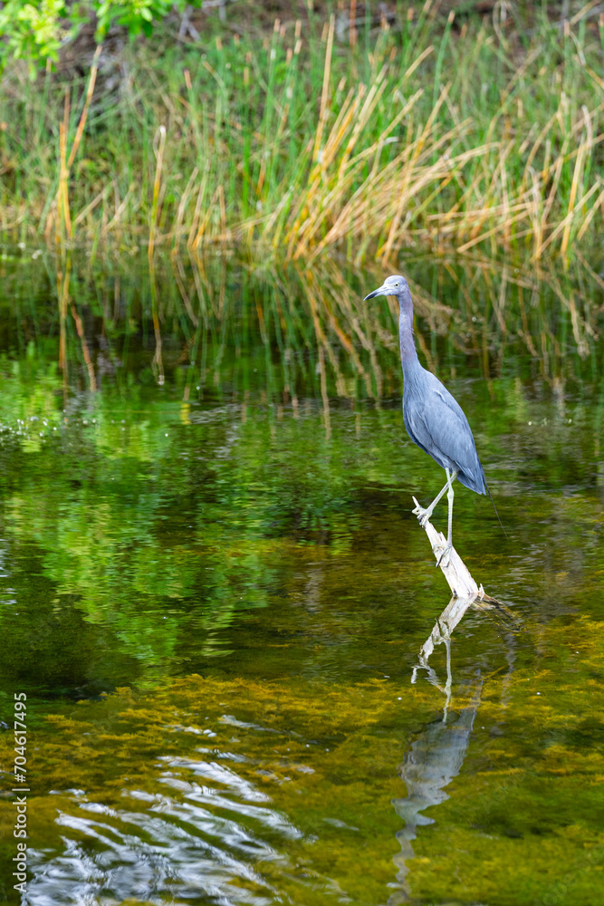 little blue heron perched above the water Egretta caerulea little blue heron perched above the water Egretta caerulea