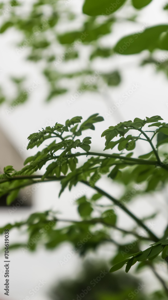 green leaves on the ground, Moringa leaves green leaves on the ground, Moringa leaves
