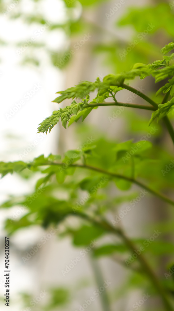 Moringa leaves. young Moringa leaves
