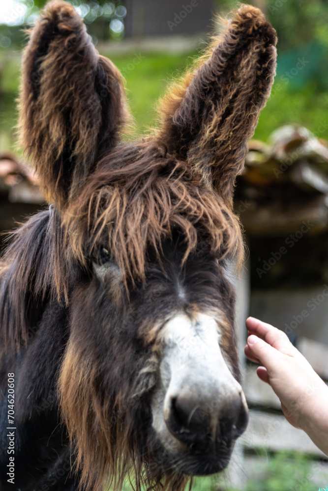 Vertical portrait of a person's hand touching a donkey.