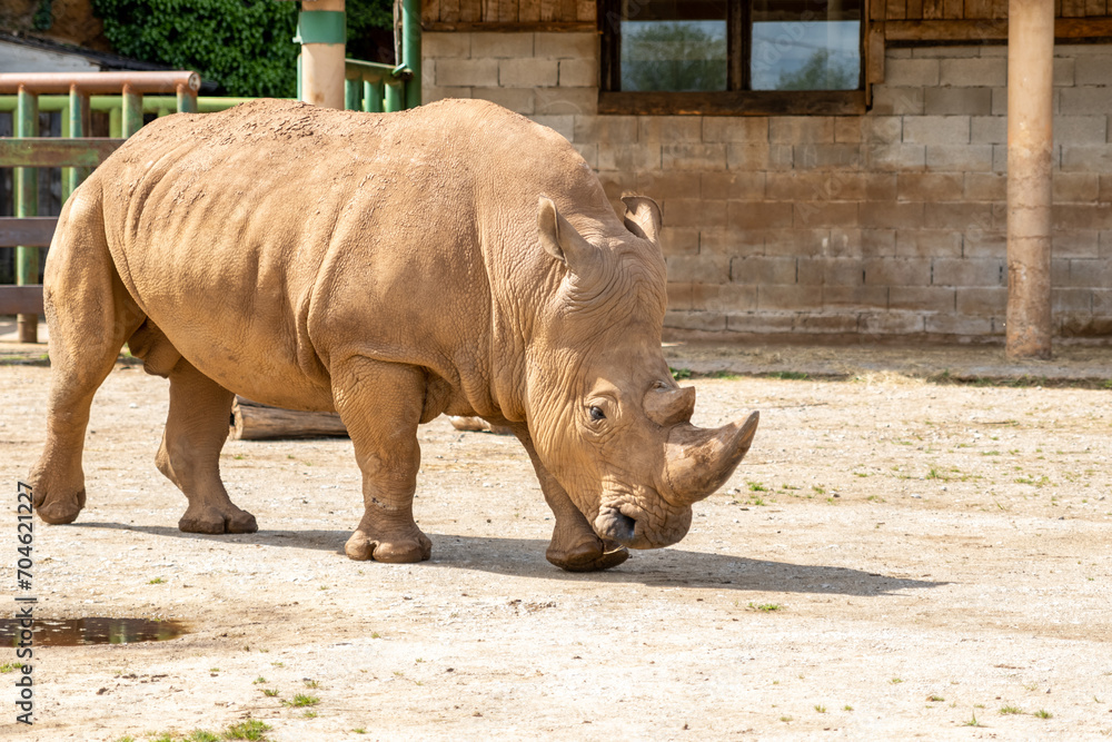 Naklejka premium Rhinoceros in Cabarceno Nature Park, Cantabria, Spain.