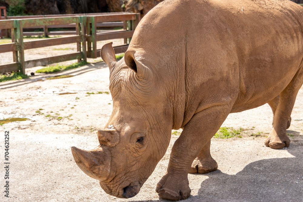 Fototapeta premium First plane portrait of head Rhinoceros in Cabarceno Nature Park, Cantabria, Spain.