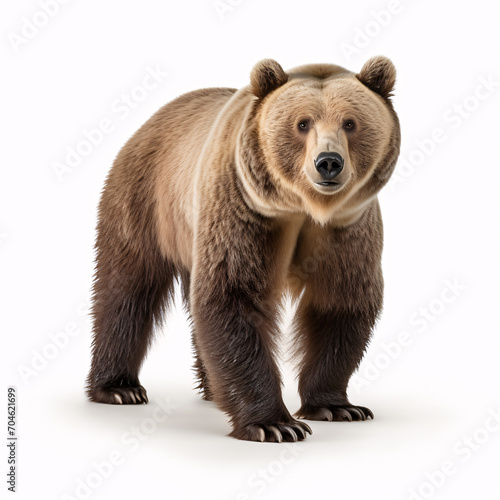 bear on white background isolated