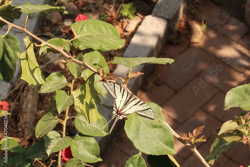 Beautiful Kite Swallowtail butterfly sitting on a plant in Guanajuato, Mexico photo