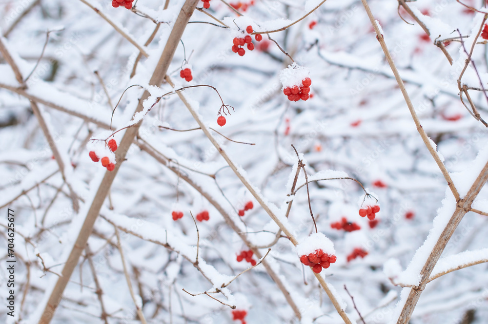 Edible frozen red viburnum berries on a bush covered with snow in winter