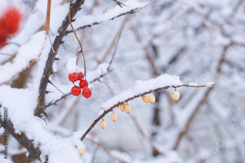 Obraz na płótnie Edible frozen red viburnum and yellow sea buckthorn aka hippophae rhamnoides berries on a bush covered with snow in winter w salonie