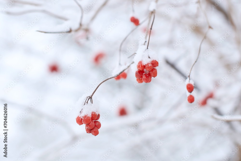 Edible frozen red viburnum berries on a bush covered with snow in winter