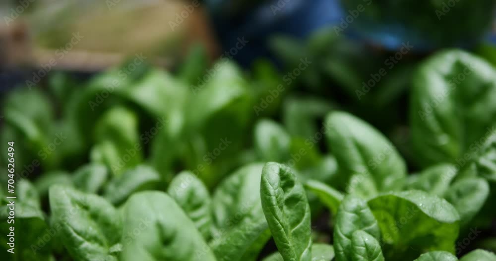 A woman collects green salads on a garden bed. Organic greens for cooking vegetarian dishes. Spinach, dill, arugula, lettuce, parsley on a farm bed. A woman collects green salads on a garden bed. Organic greens for cooking vegetarian dishes. Spinach, dill, arugula, lettuce, parsley on a farm bed.