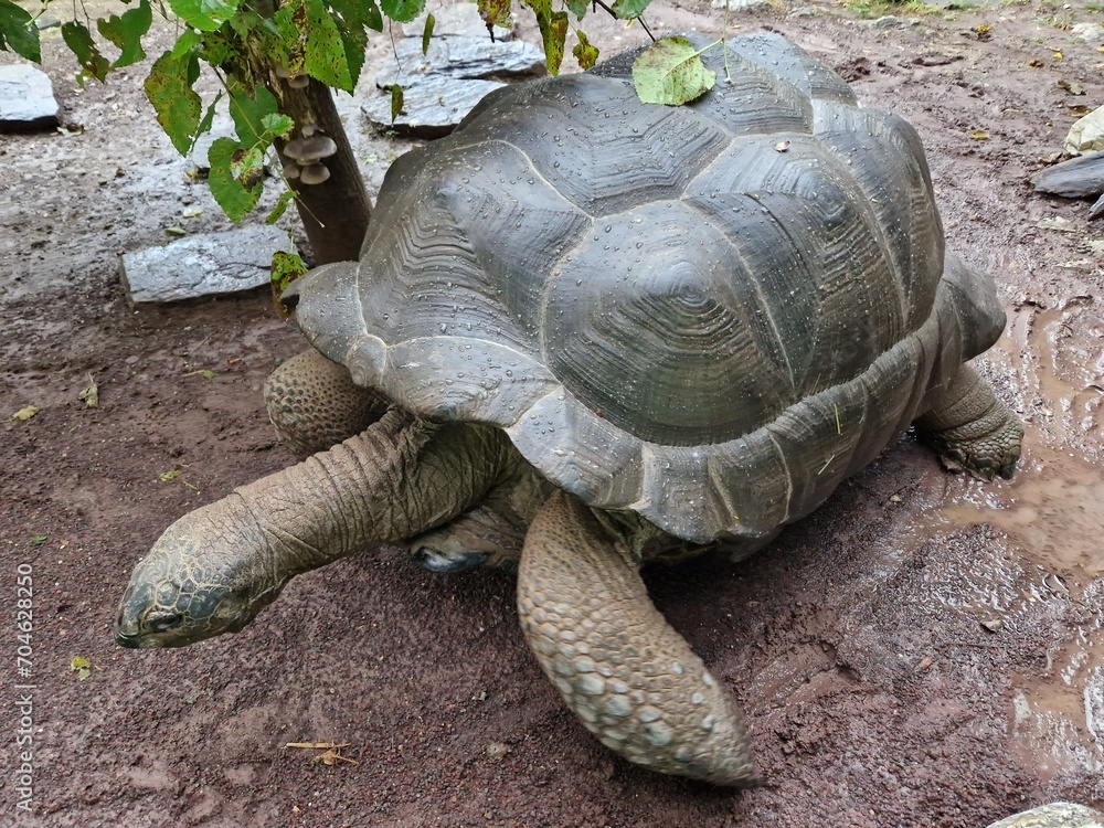 Obraz premium Riesenschildkröte