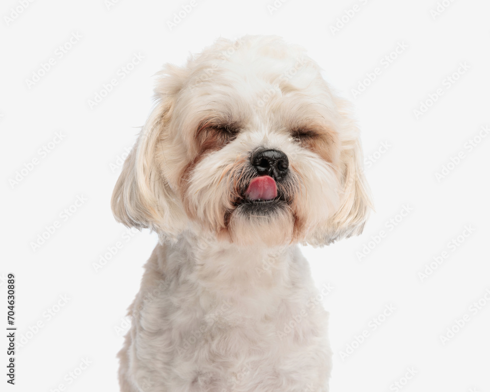 adorable shih tzu with eyes closed panting adorable shih tzu with eyes closed panting