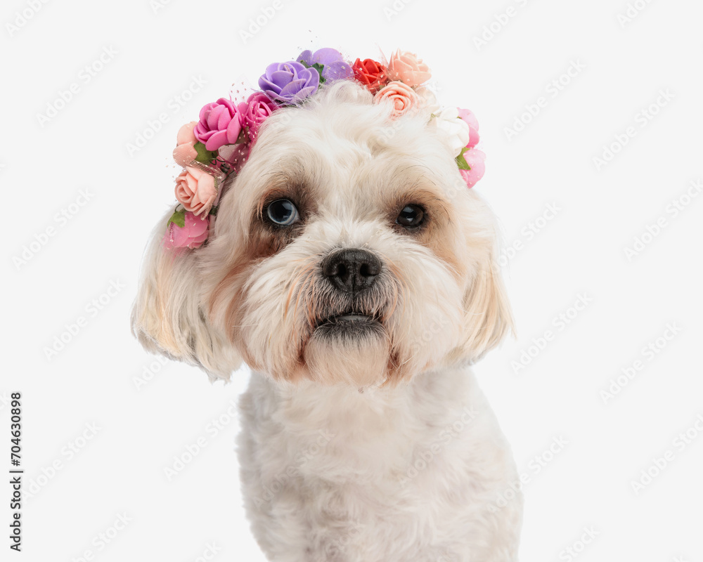 head of cute bichon with flowers crown head of cute bichon with flowers crown