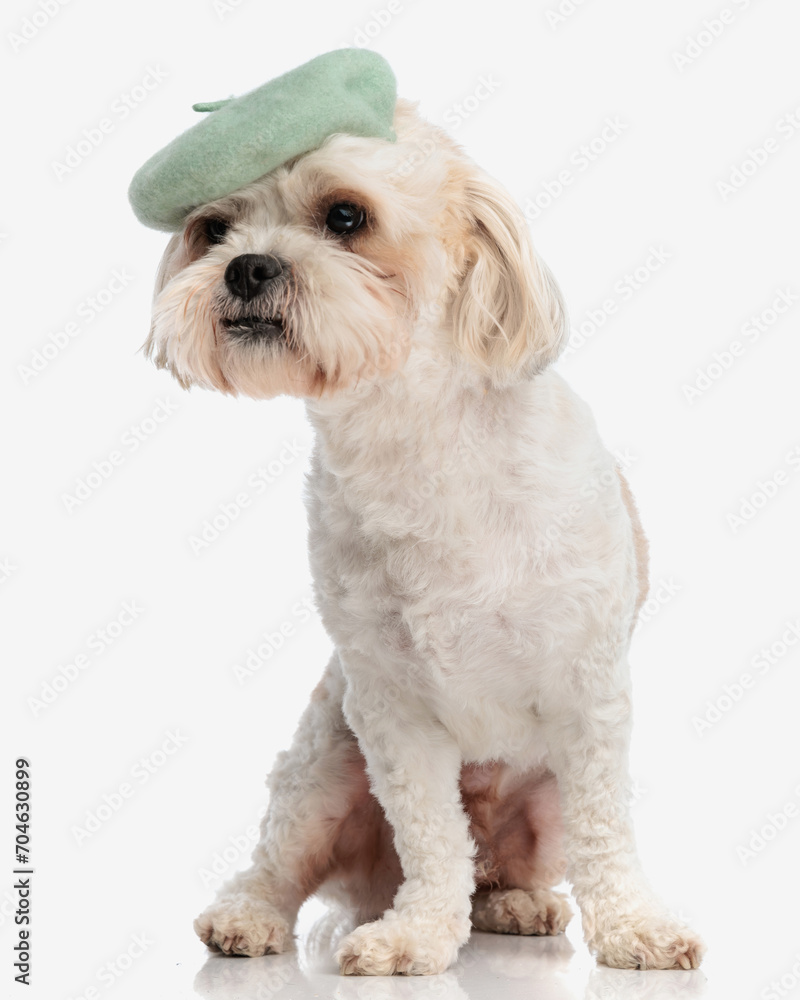 curious bichon wearing french beret looking to side