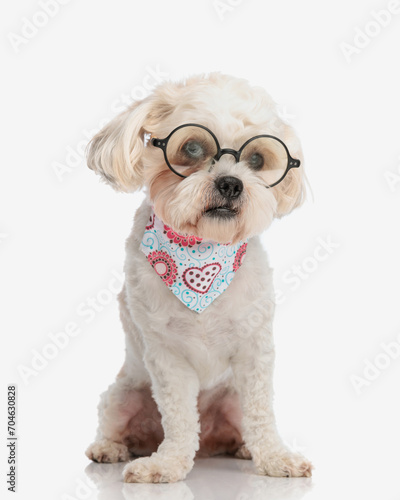 adorable bichon with eyeglasses and colorful scarf sitting © Viorel Sima